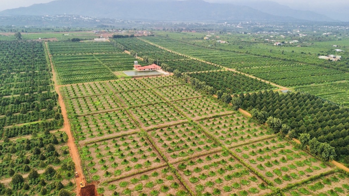 Nông sản Tây Nguyên trước thách thức của quy định EUDR Nông sản Tây Nguyên trước thách thức của quy định EUDR