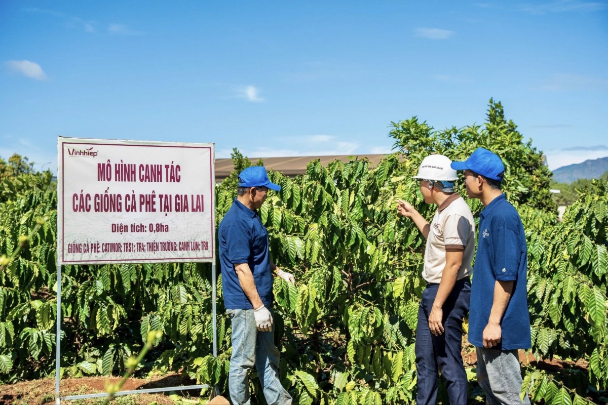 Nông sản Tây Nguyên trước thách thức của quy định EUDR Nông sản Tây Nguyên trước thách thức của quy định EUDR