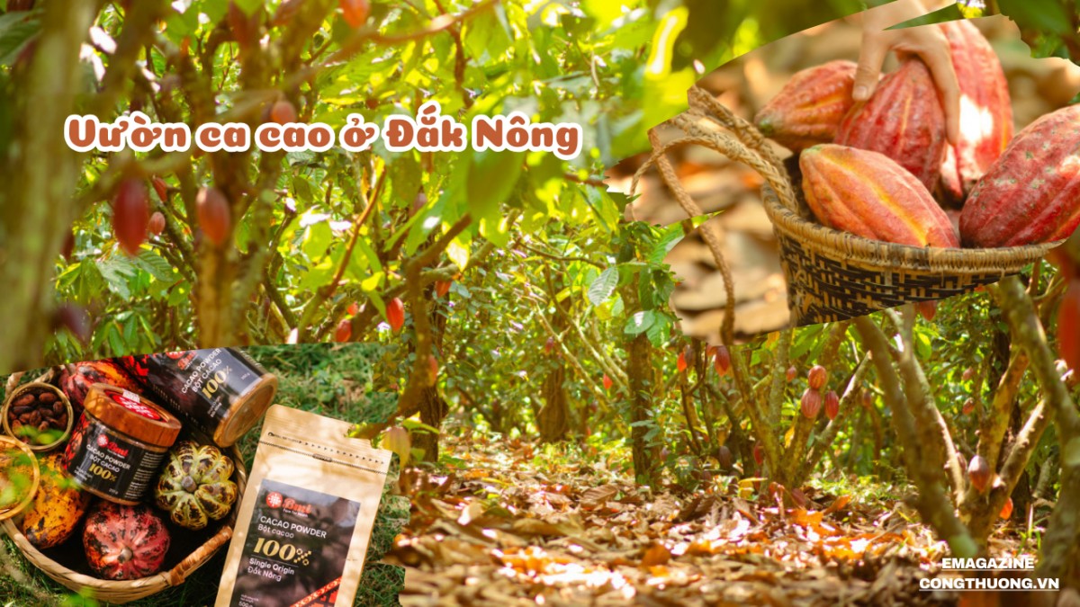 Nông sản Tây Nguyên trước thách thức của quy định EUDR