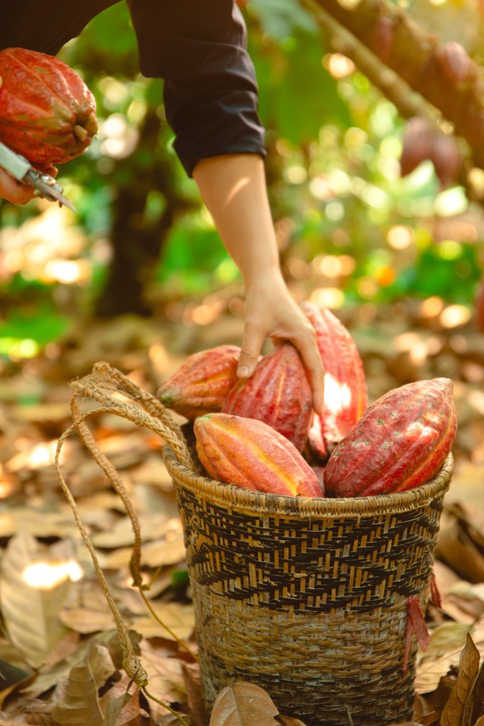 Nông sản Tây Nguyên trước thách thức của quy định EUDR Nông sản Tây Nguyên trước thách thức của quy định EUDR