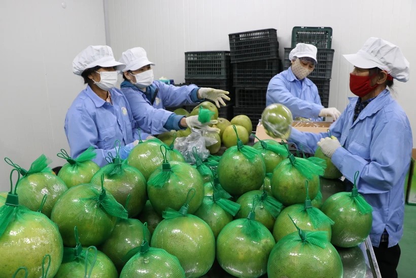 Bưởi Diễn của tỉnh Hòa Bình đã xuất khẩu sang thị trường Anh. Ảnh: M.Minh.