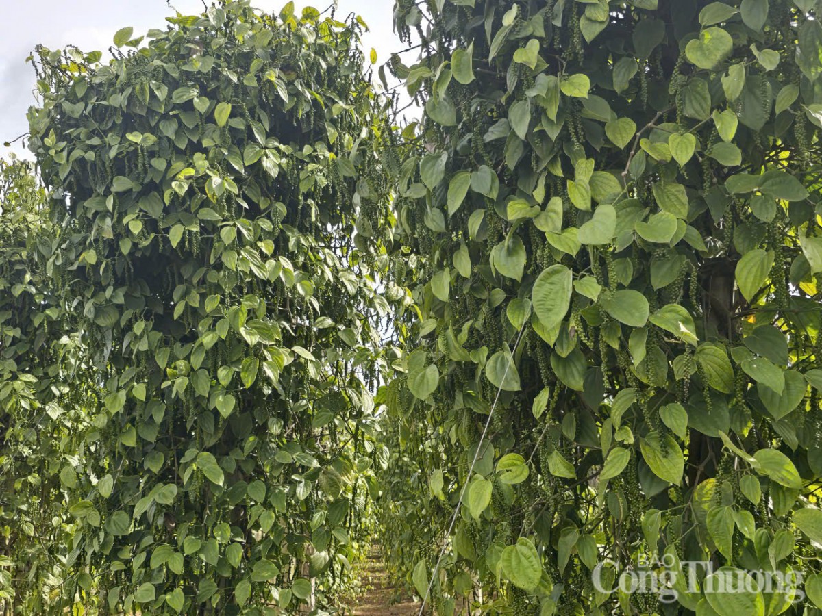 Giá tiêu hôm nay 16/5/2025, trong nước