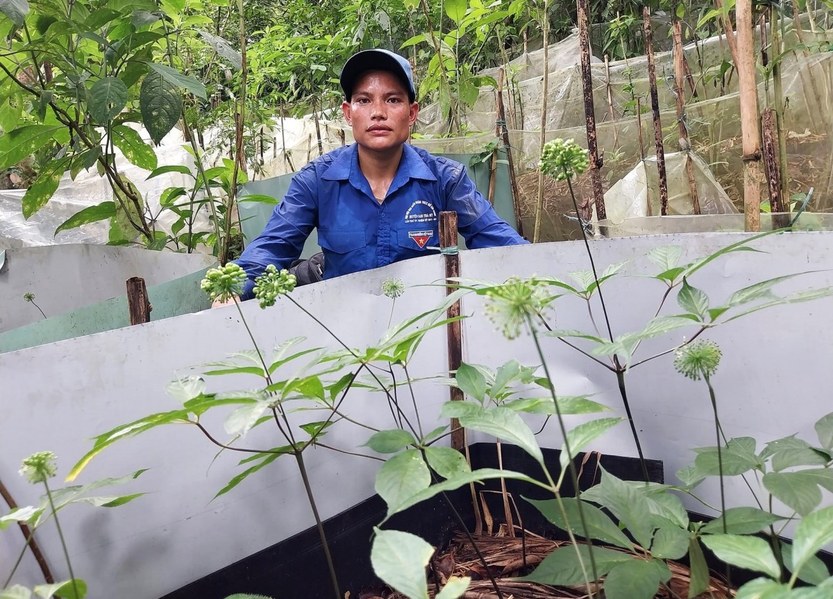 Vườn sâm Ngọc Linh của đồng bào Xê Đăng huyện Nam Trà My. Ảnh: ALĂNG NGƯỚC Vườn sâm Ngọc Linh của đồng bào Xê Đăng huyện Nam Trà My. Ảnh: ALĂNG NGƯỚC