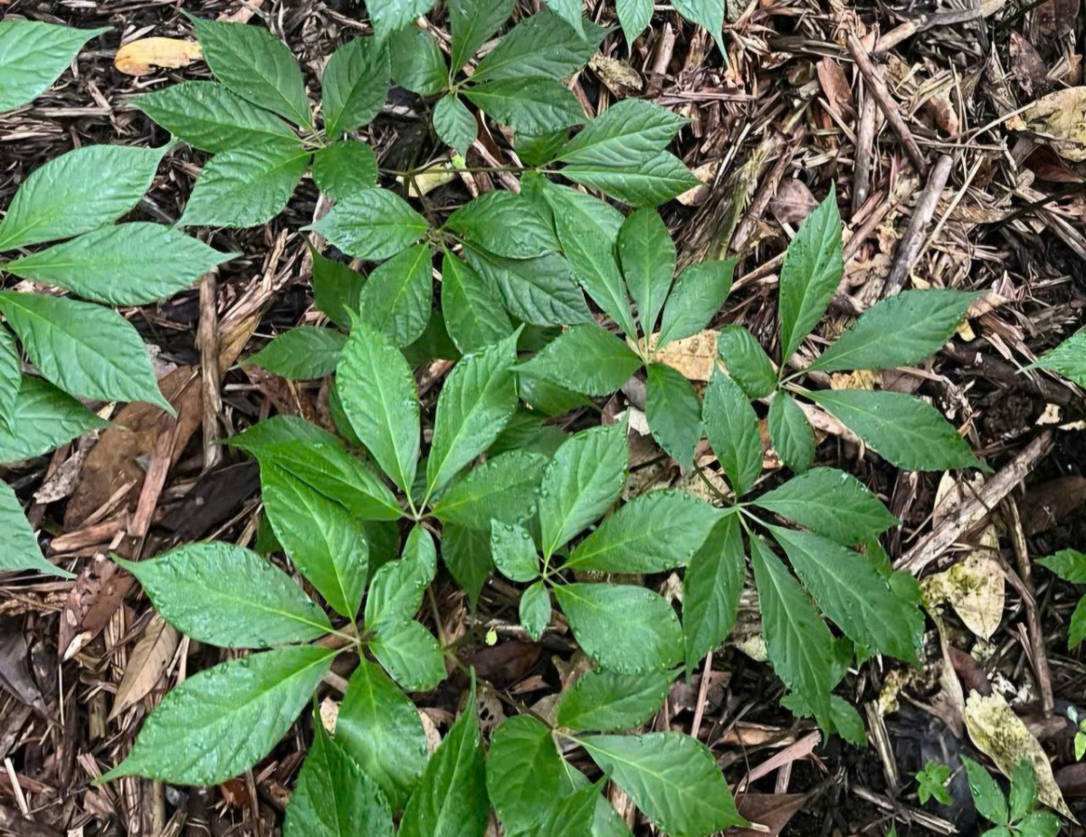 Cây sâm Ngọc Linh mọc dưới các tán rừng nguyên sinh ở dãy núi Ngọc Linh - Ảnh: VGP/Nhật Anh Cây sâm Ngọc Linh mọc dưới các tán rừng nguyên sinh ở dãy núi Ngọc Linh - Ảnh: VGP/Nhật Anh