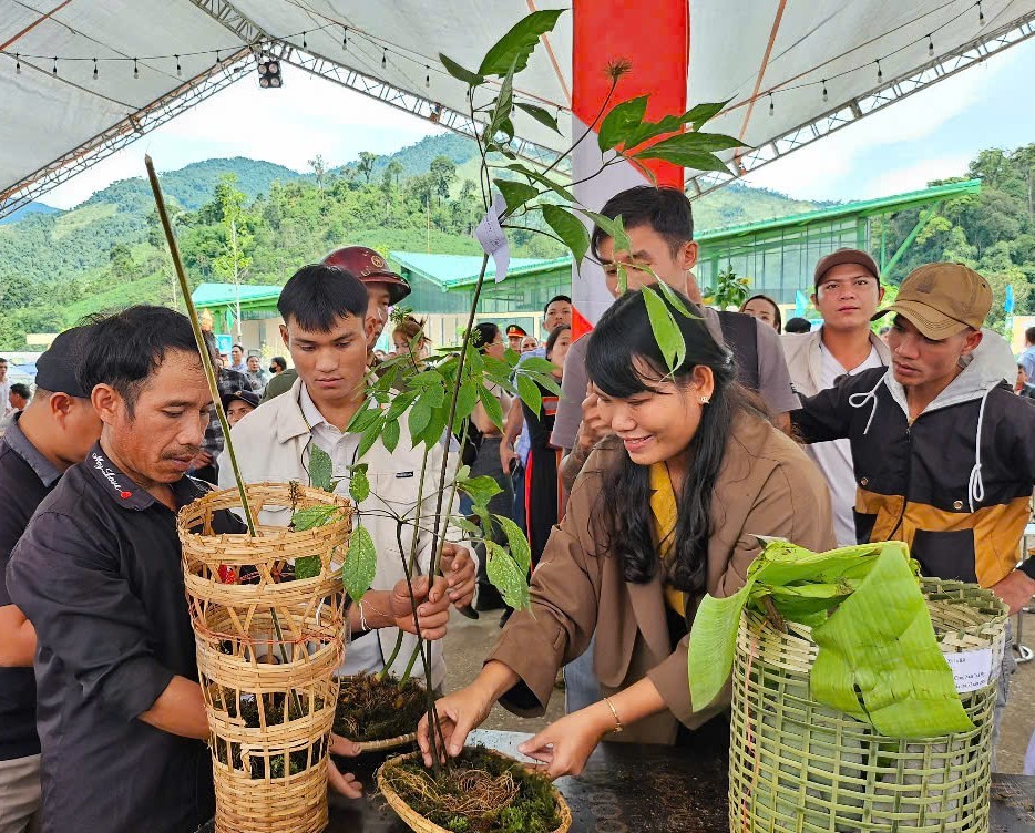 Cây sâm Ngọc Linh từ lâu đã được đồng bào dân tộc thiểu số cư trú quanh dãy núi Ngọc Linh xem là một loài cây thuốc quý - Ảnh: VGP/Nhật Anh Cây sâm Ngọc Linh từ lâu đã được đồng bào dân tộc thiểu số cư trú quanh dãy núi Ngọc Linh xem là một loài cây thuốc quý - Ảnh: VGP/Nhật Anh