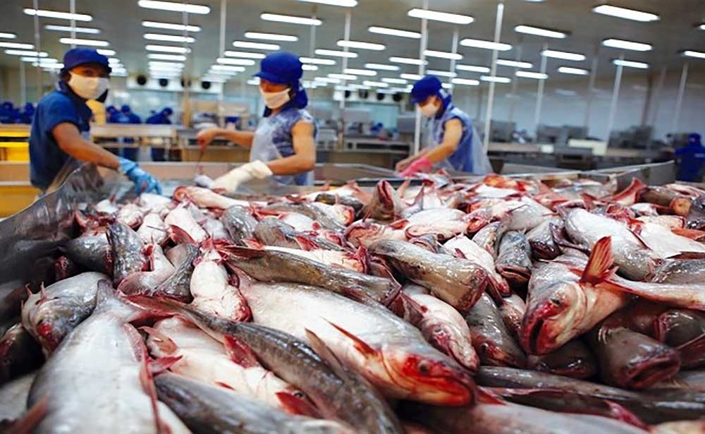 Đến ngày 15/4, kim ngạch xuất khẩu cá tra sang thị trường này đạt 55 triệu USD, tăng 67% so với cùng kỳ năm 2024