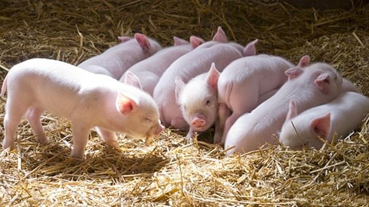 Giá heo hơi hôm nay 18/5/2025: Tăng nhẹ tại miền Trung Giá heo hơi hôm nay 18/5/2025: Tăng nhẹ tại miền Trung