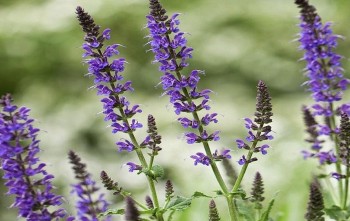 Giảm nghèo từ cây chia: Hành trình làm giàu giữa đại ngàn Lai Châu