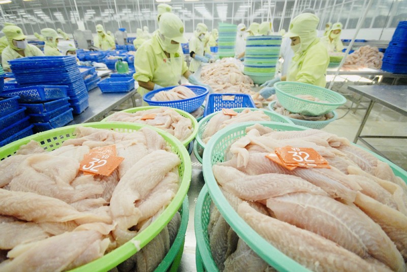 Xuất khẩu cá tra tăng tốc nhờ sức mua từ thị trường Trung Quốc. Ảnh: VASEP.