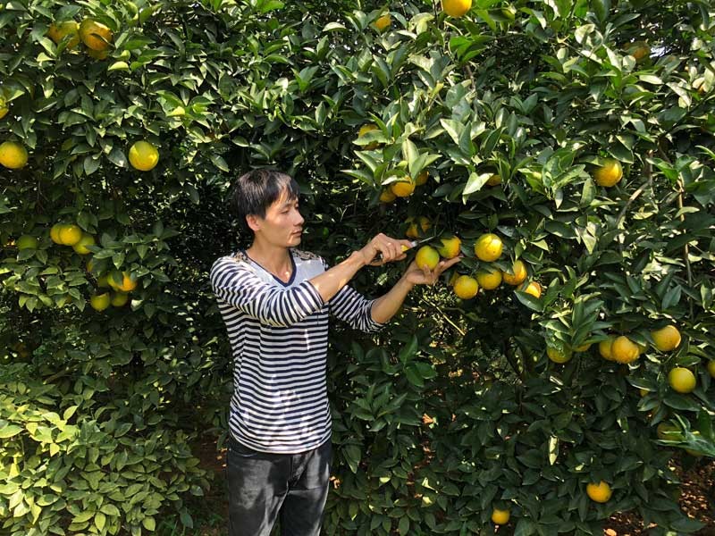 Hộ thành viên tham gia chuỗi liên kết thu hoạch cam lòng vàng tiêu chuẩn VietGAP Hộ thành viên tham gia chuỗi liên kết thu hoạch cam lòng vàng tiêu chuẩn VietGAP