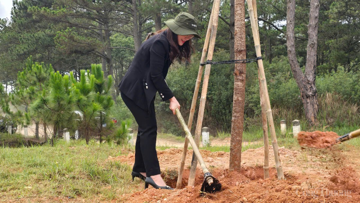 Lâm Đồng trồng 38 triệu cây xanh, bảo vệ 538.000 ha rừng