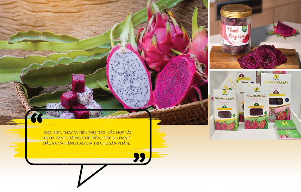 Longform | Thanh long ‘nở hoa’ trên đất dốc