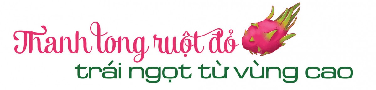 Longform | Thanh long ‘nở hoa’ trên đất dốc Longform | Thanh long ‘nở hoa’ trên đất dốc