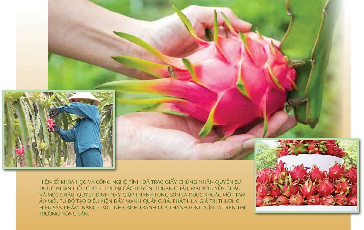 Longform | Thanh long ‘nở hoa’ trên đất dốc