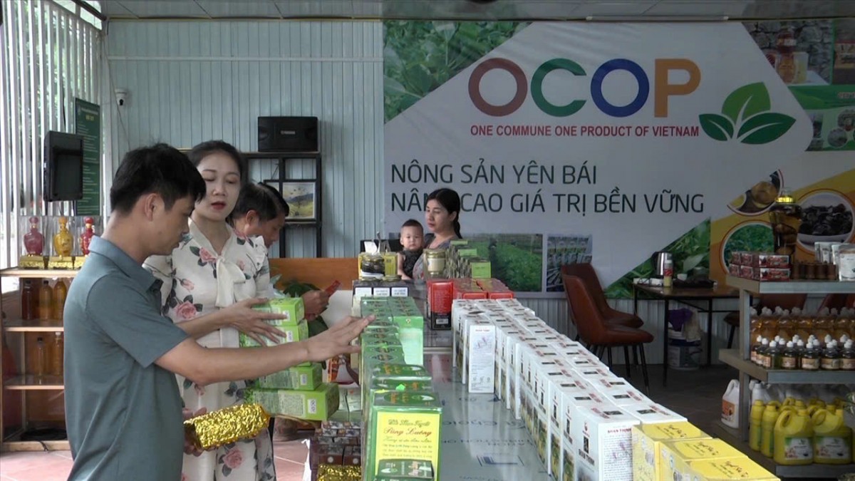 Phát triển sản phẩm OCOP Yên Bái, nâng tầm giá trị nông Phát triển sản phẩm OCOP Yên Bái, nâng tầm giá trị nông