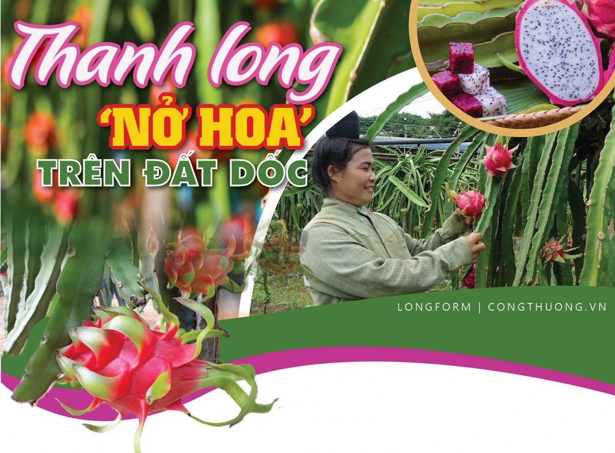 Longform | Thanh long ‘nở hoa’ trên đất dốc