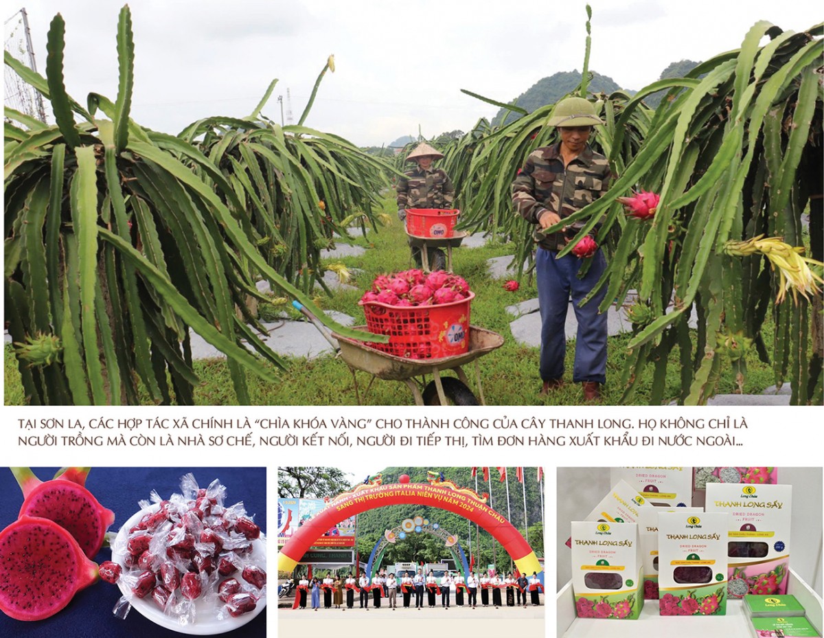 Longform | Thanh long ‘nở hoa’ trên đất dốc