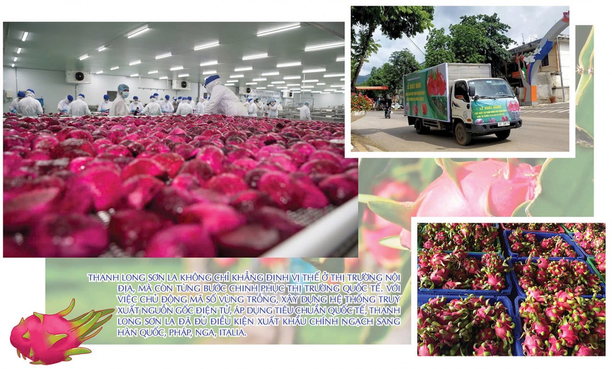 Longform | Thanh long ‘nở hoa’ trên đất dốc