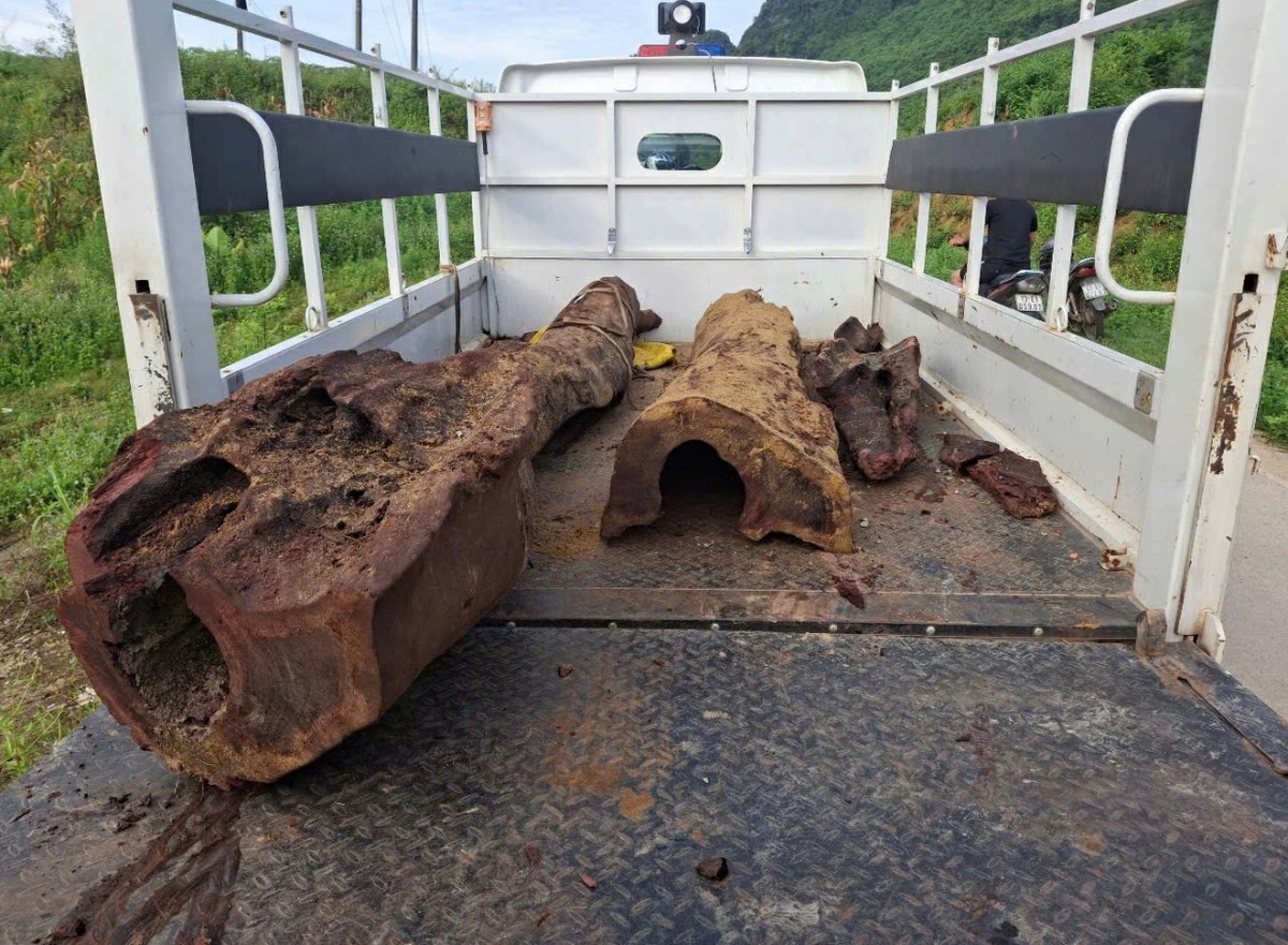 Vụ gỗ sưa ở Quảng Bình: Đề xuất phương án xử lý