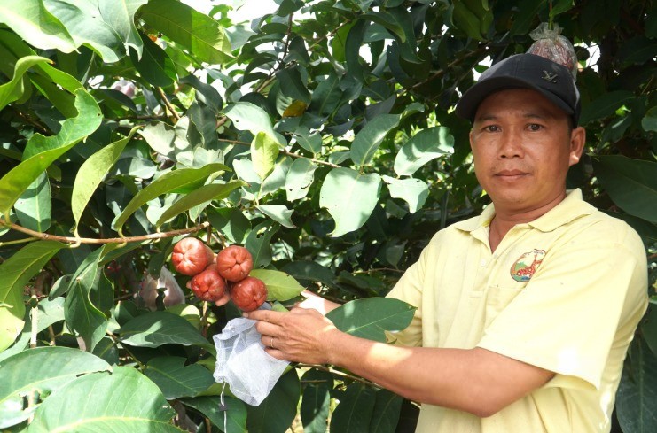 Nông dân Sóc Trăng làm giàu từ ‘cây mận OCOP’