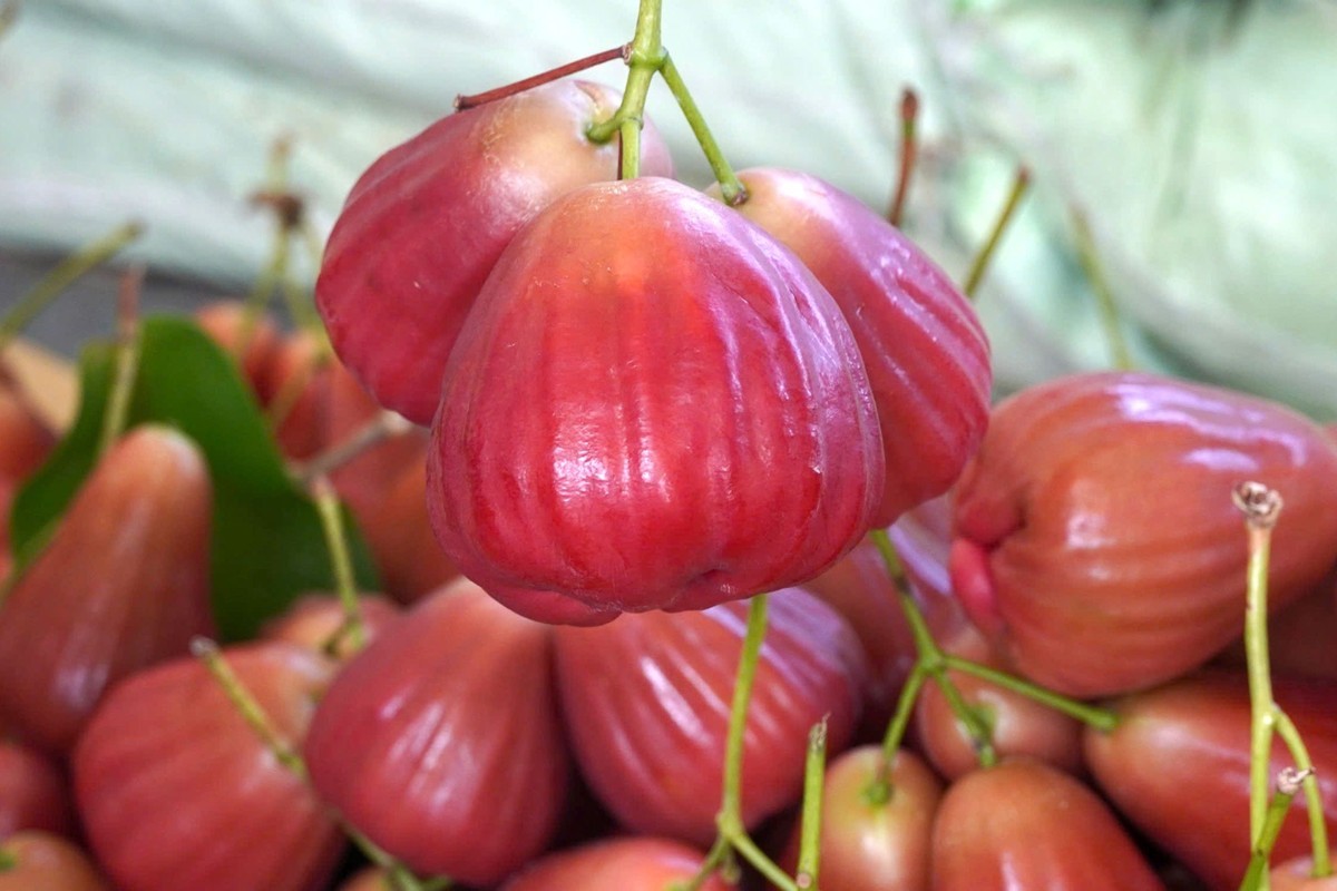 Nông dân Sóc Trăng làm giàu từ ‘cây mận OCOP’