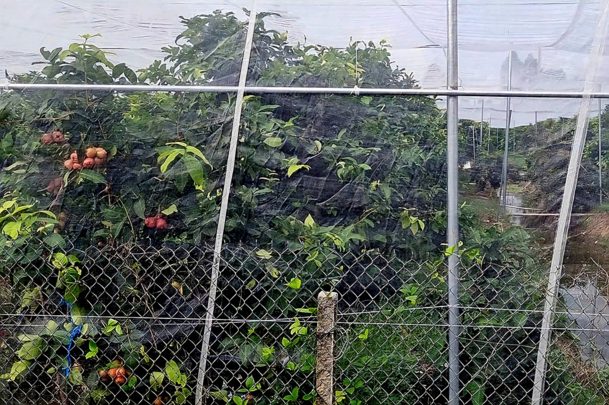 Nông dân Sóc Trăng làm giàu từ ‘cây mận OCOP’