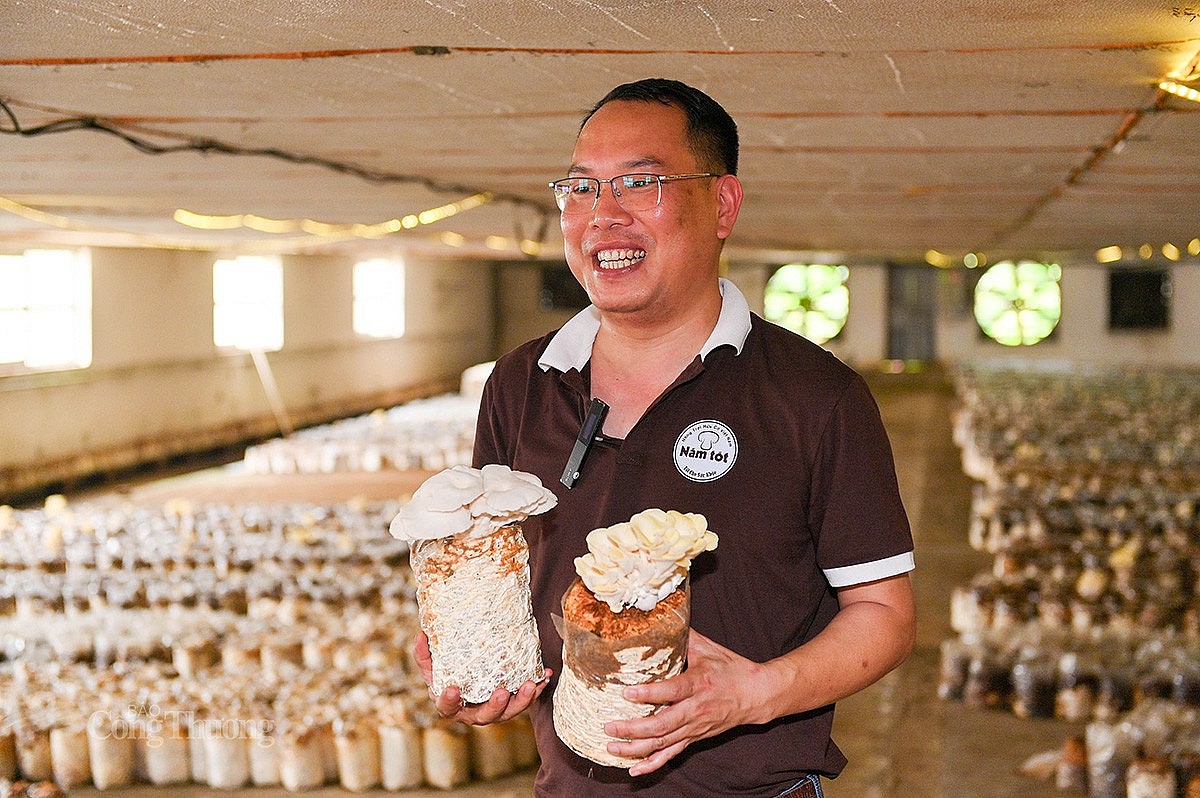 Mô hình trồng nấm hữu cơ tại Công ty Cổ phần Nấm Tốt Nameco (huyện Thanh Sơn, tỉnh Phú Thọ). Ảnh: N. H