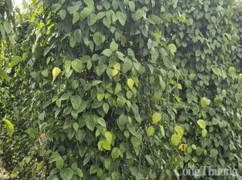 Giá hạt tiêu xuất khẩu sang thị trường Anh tăng hơn 61%