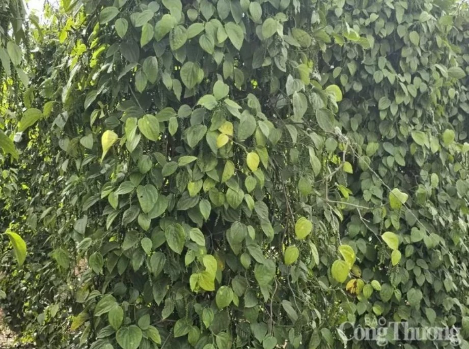 Giá tiêu xuất khẩu sang thị trường Anh tăng hơn 61%