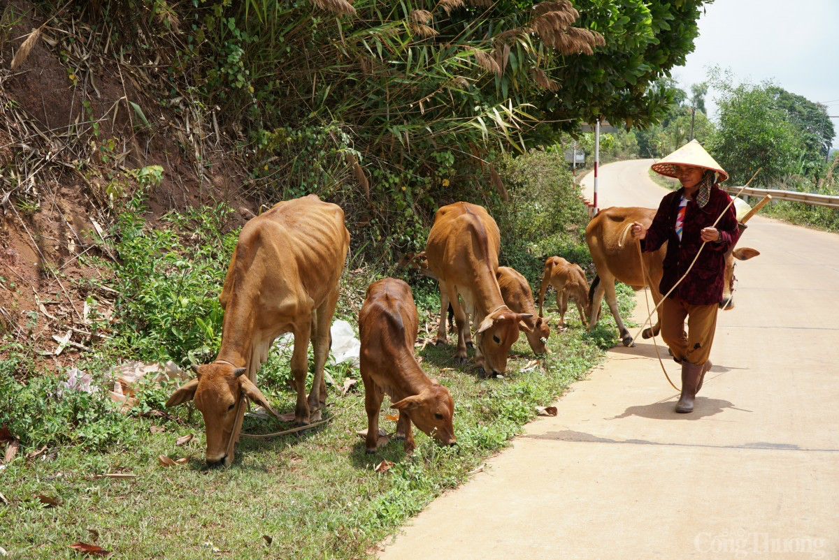 Đắk Nông: Gần 130 tỷ đồng hỗ trợ giảm nghèo năm 2025 Đắk Nông: Gần 130 tỷ đồng hỗ trợ giảm nghèo năm 2025
