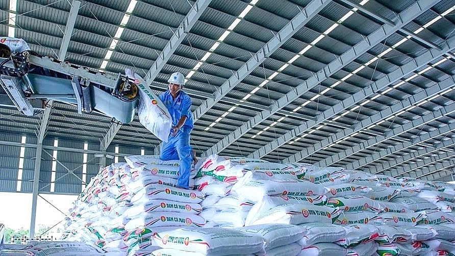 Bứt phá toàn diện, PVCFC giữ thế chủ lực vụ hè thu Bứt phá toàn diện, PVCFC giữ thế chủ lực vụ hè thu