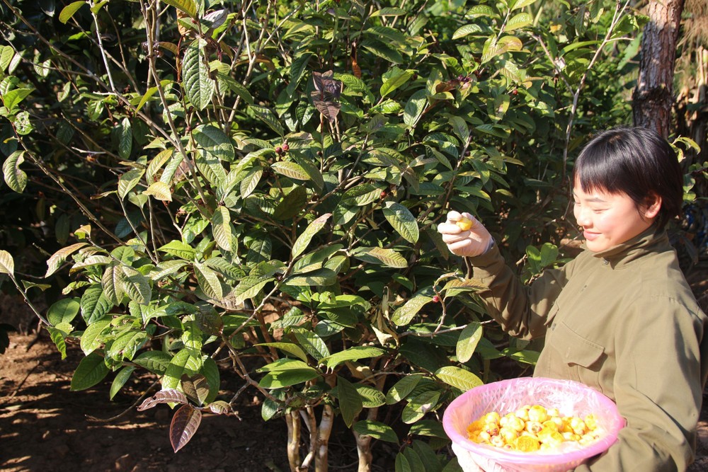 Trà hoa vàng Ba Chẽ đang dần trở thành cây trồng chủ lực tại Ba Chẽ. Ảnh: TTXVN Trà hoa vàng Ba Chẽ đang dần trở thành cây trồng chủ lực tại Ba Chẽ. Ảnh: TTXVN