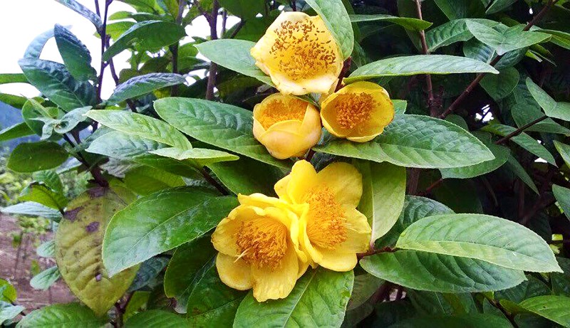 Trà hoa vàng. Ảnh minh họa Trà hoa vàng. Ảnh minh họa