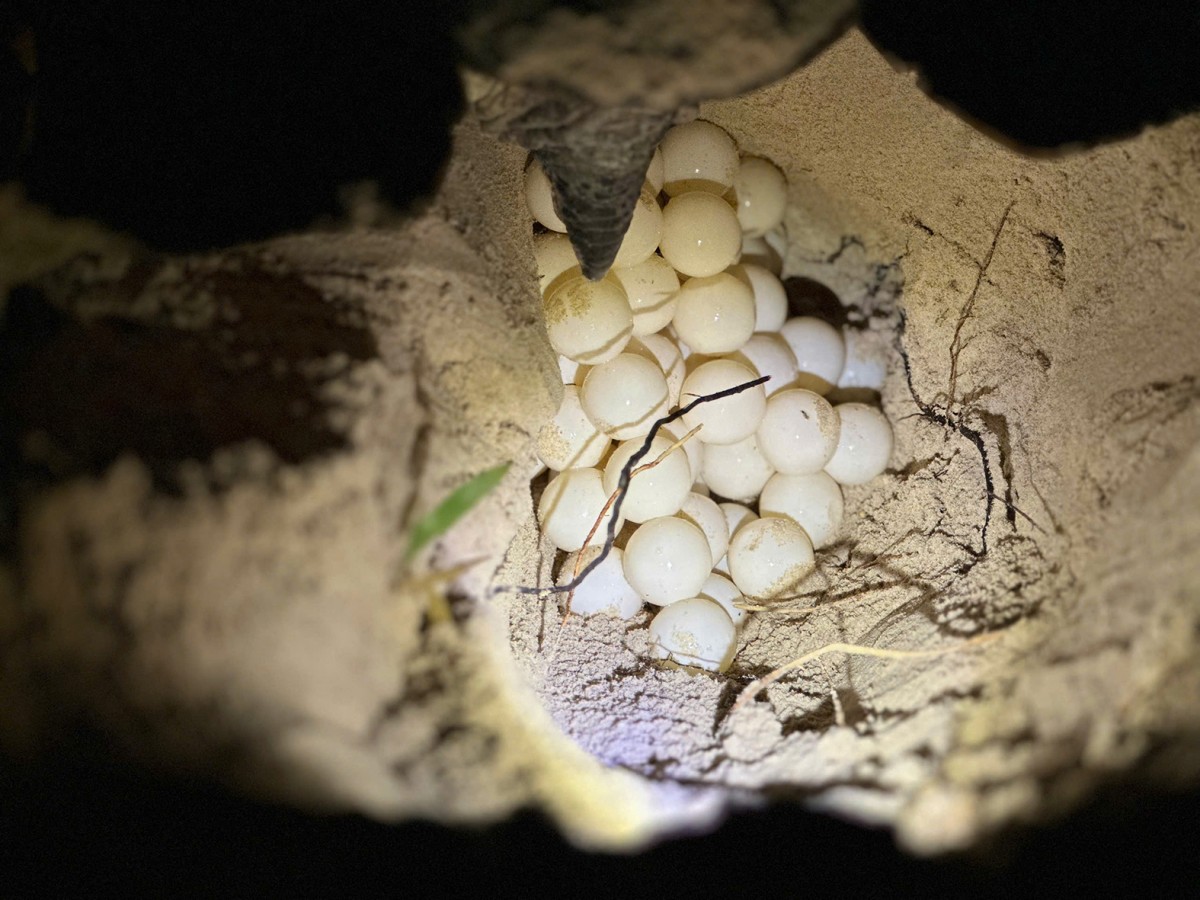 Rùa mẹ Philippines đẻ được 84 trứng.