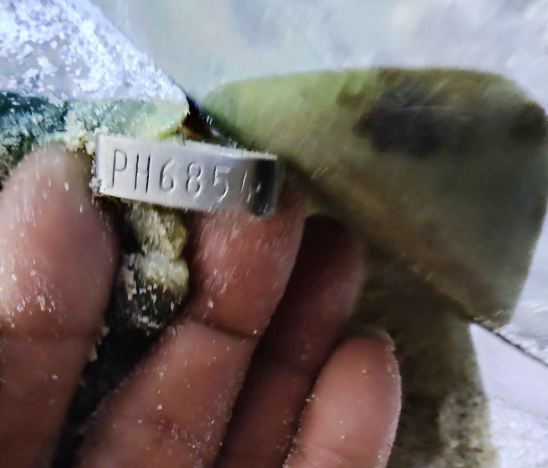 Thẻ đeo thể hiện cá thể rùa mẹ đến từ Philippines. Ảnh: Vườn Quốc gia Côn Đảo