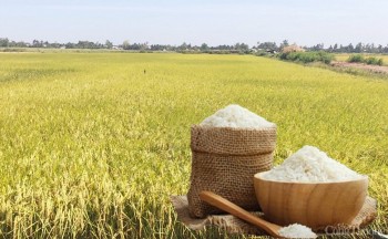 Giá lúa gạo hôm nay ngày 28/5: Thị trường biến động nhẹ