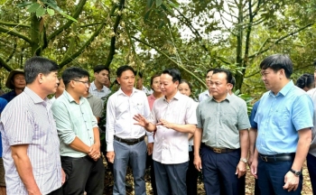 Đắk Lắk: Để trái cây 'tỷ đô' phát triển bền vững