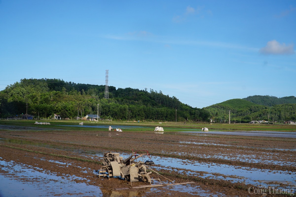 Đất nông nghiệp tại xã Phổ Khánh hơn 30 năm nay đều Đất nông nghiệp tại xã Phổ Khánh hơn 30 năm nay đều