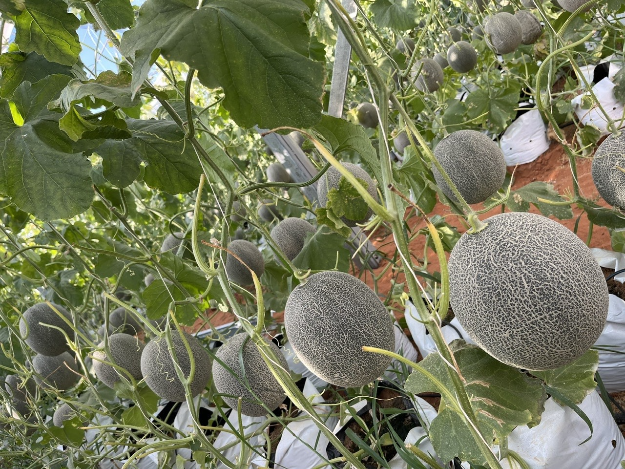 Xúc tiến thương mại mở lối cho dưa lưới công nghệ cao