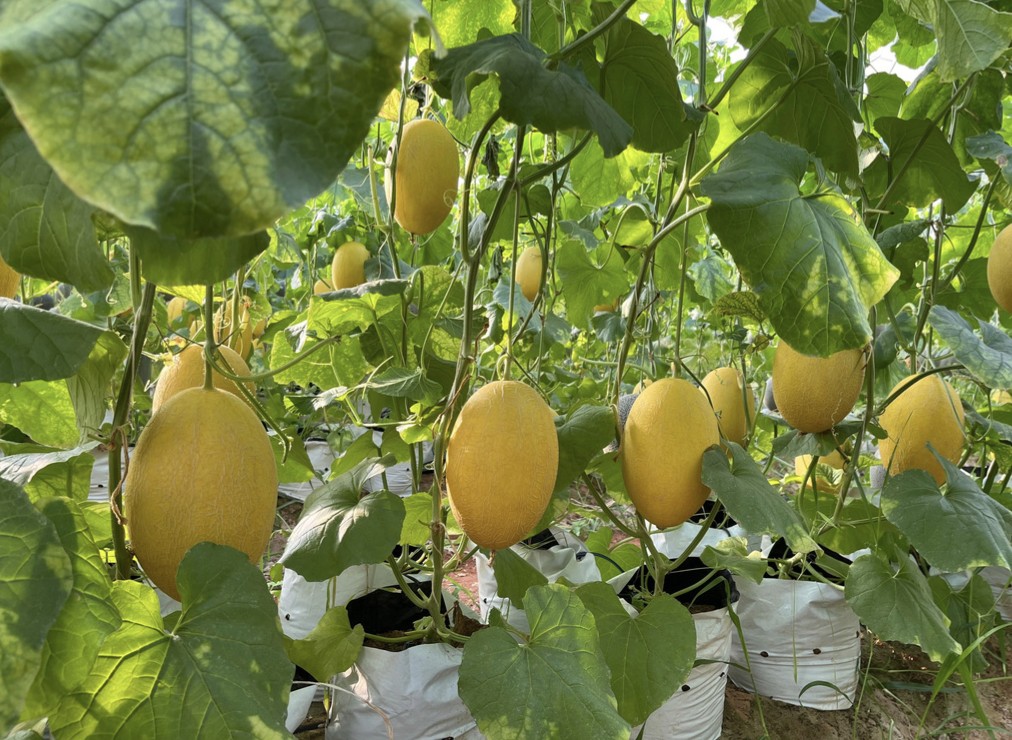 Xúc tiến thương mại mở lối cho dưa lưới công nghệ cao