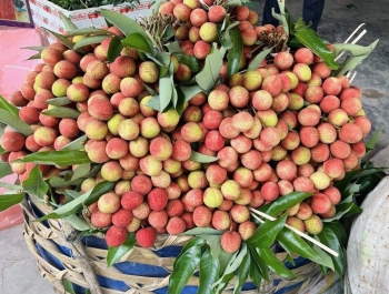 Vải u đầu mùa giá cao vẫn hút khách