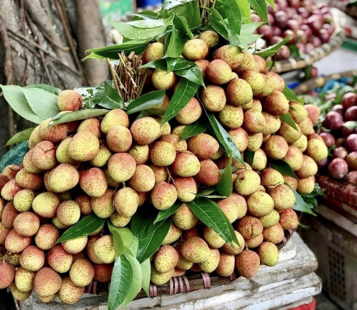 Trái vải u đang bước vào chính vụ, được nhiều người ưa thích. Ảnh: Nguyễn Thanh Trái vải u đang bước vào chính vụ, được nhiều người ưa thích. Ảnh: Nguyễn Thanh