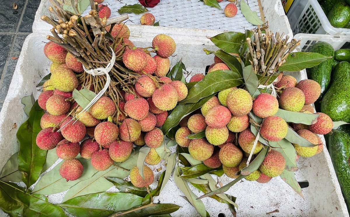 vải u đang trở thành tâm điểm nhờ mẫu mã đẹp, hương vị thơm ngon. Ảnh: Nguyễn Thanh vải u đang trở thành tâm điểm nhờ mẫu mã đẹp, hương vị thơm ngon. Ảnh: Nguyễn Thanh