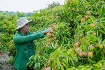 Vải thiều Tây Nguyên: ‘Trái ngọt’ trên vùng đất đỏ bazan