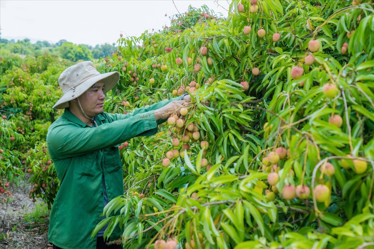 Cây vải đang góp phần tăng thu nhập cho đồng bào Tây Nguyên. Ảnh: Lê Hường Cây vải đang góp phần tăng thu nhập cho đồng bào Tây Nguyên. Ảnh: Lê Hường