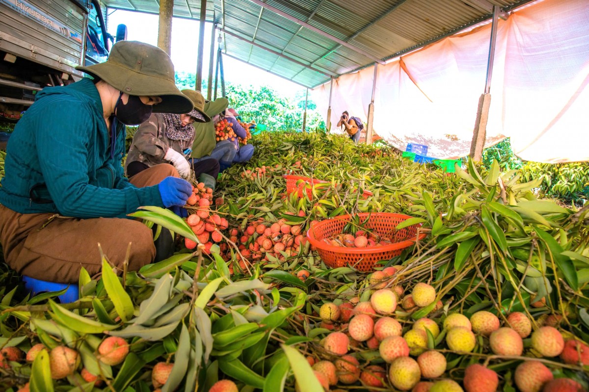 Mùa vải Tây Nguyên Mùa vải Tây Nguyên