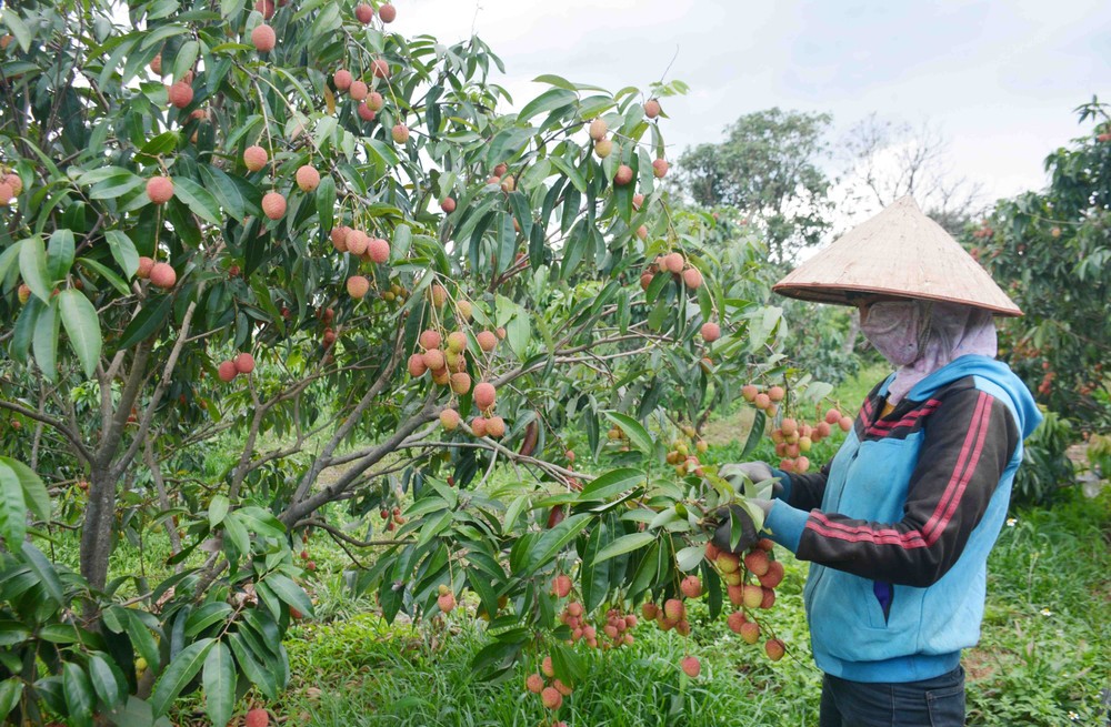 Vải thiều Tây Nguyên: ‘Trái ngọt’ trên vùng đất đỏ bazan Vải thiều Tây Nguyên: ‘Trái ngọt’ trên vùng đất đỏ bazan