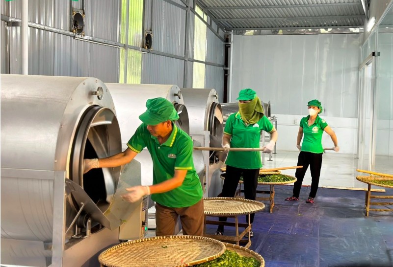 Chè Thái Nguyên Chè Thái Nguyên