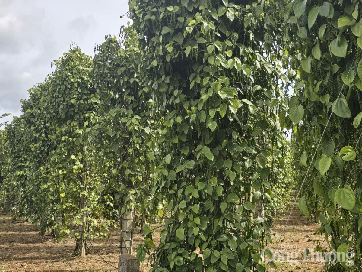 Giá tiêu hôm nay 28/5/2025: trong nước