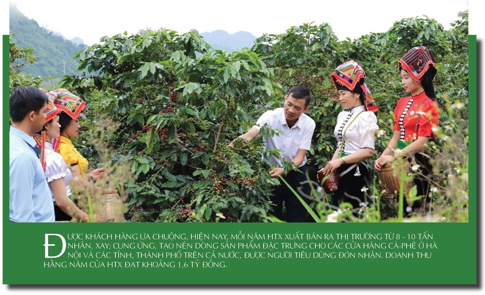 Longform | Cà phê Tây Bắc chạm chuẩn OCOP 4 sao